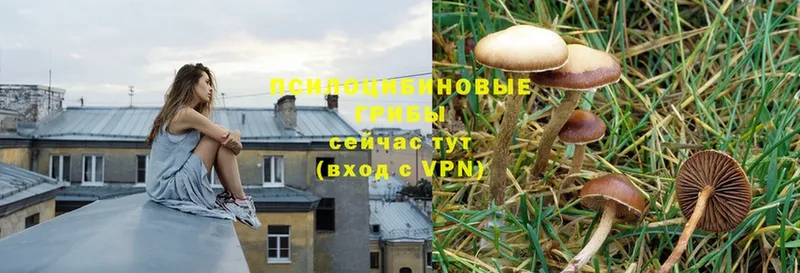 наркотики  Макарьев  Псилоцибиновые грибы Psilocybe 